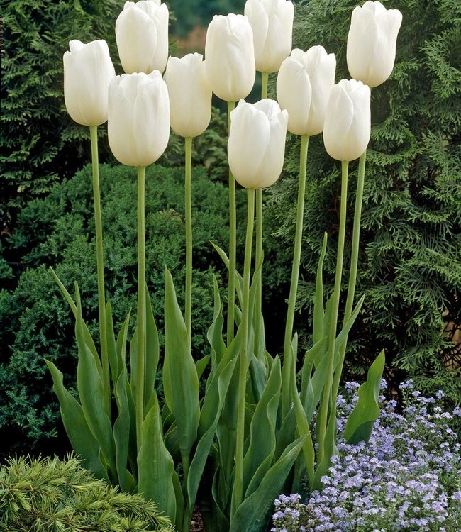 Tulip Maureen