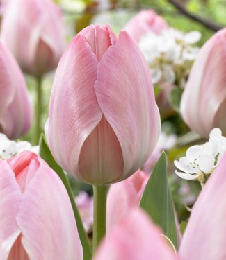 Tulipe Mystic van Eijk