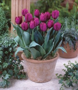 Tulipe Purple Prince