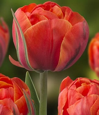 Tulipan Queensday