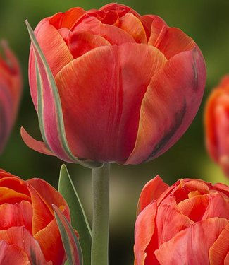 Tulp Queensday