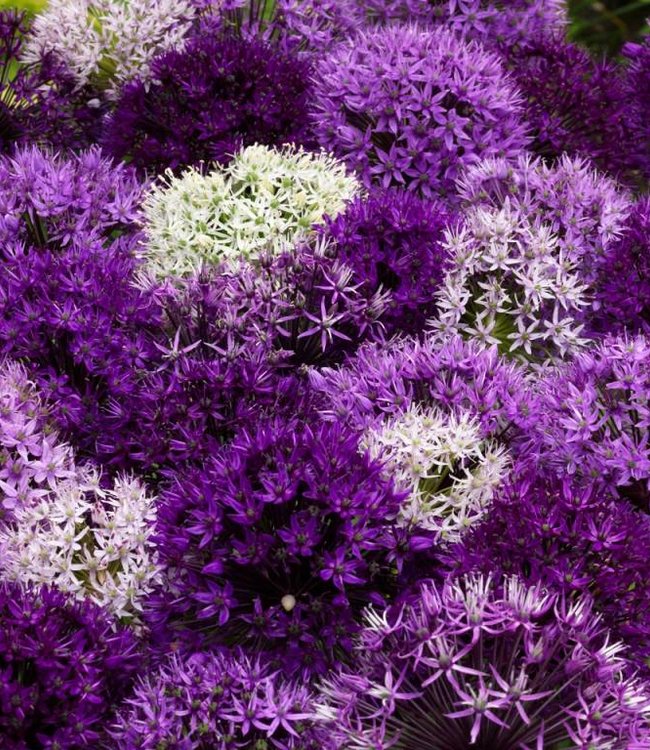 Bulbes à Fleurs Mélange Violet - 50 Bulbes (tulipes, Jacinthes, Allium) - Floraison Printemps-été, Vivaces, Sac En Jute