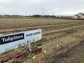 TULIP STORE SHOWTUIN