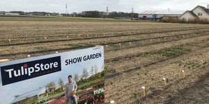 TULIP STORE SHOWTUIN