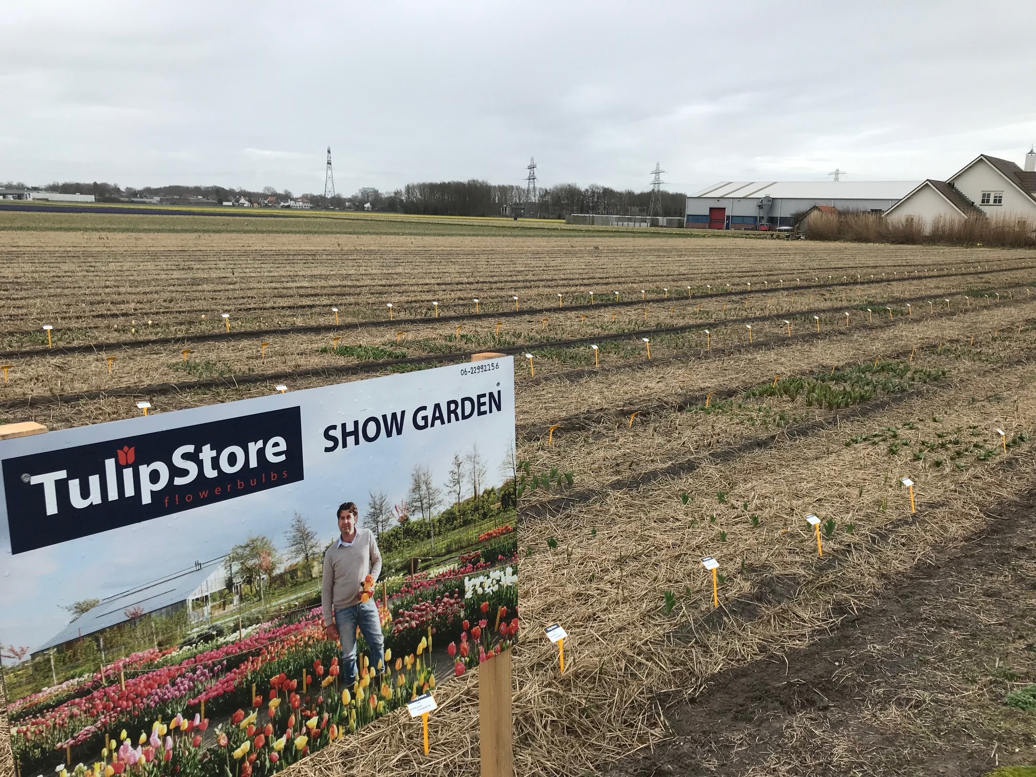 TULIP STORE SHOWTUIN