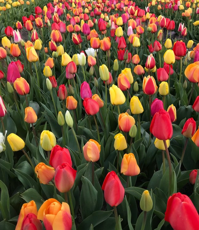 Mélange de tulipes Spring Feeling