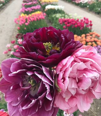 Mieszanka tulipanów Sweet Dreams