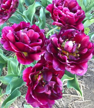 Tulip Jinan