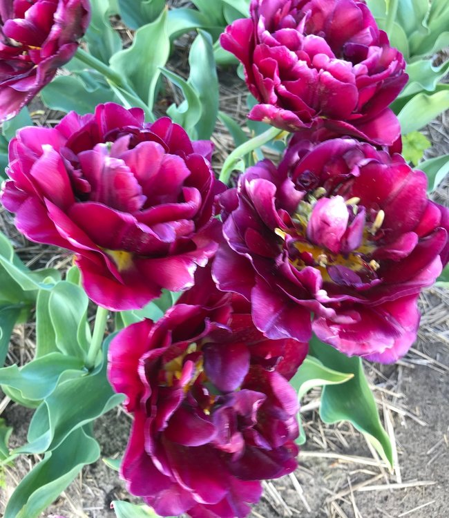 Tulipan Jinan