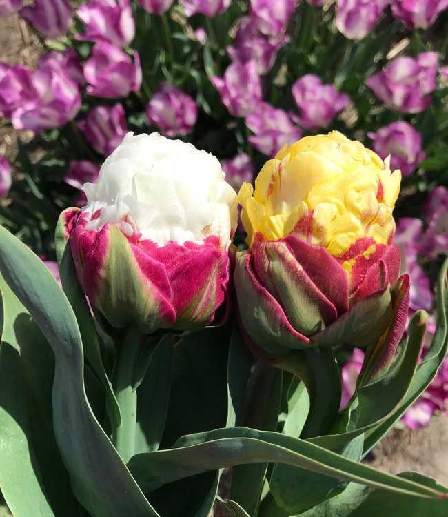 Tulipa Ice Cream Banana