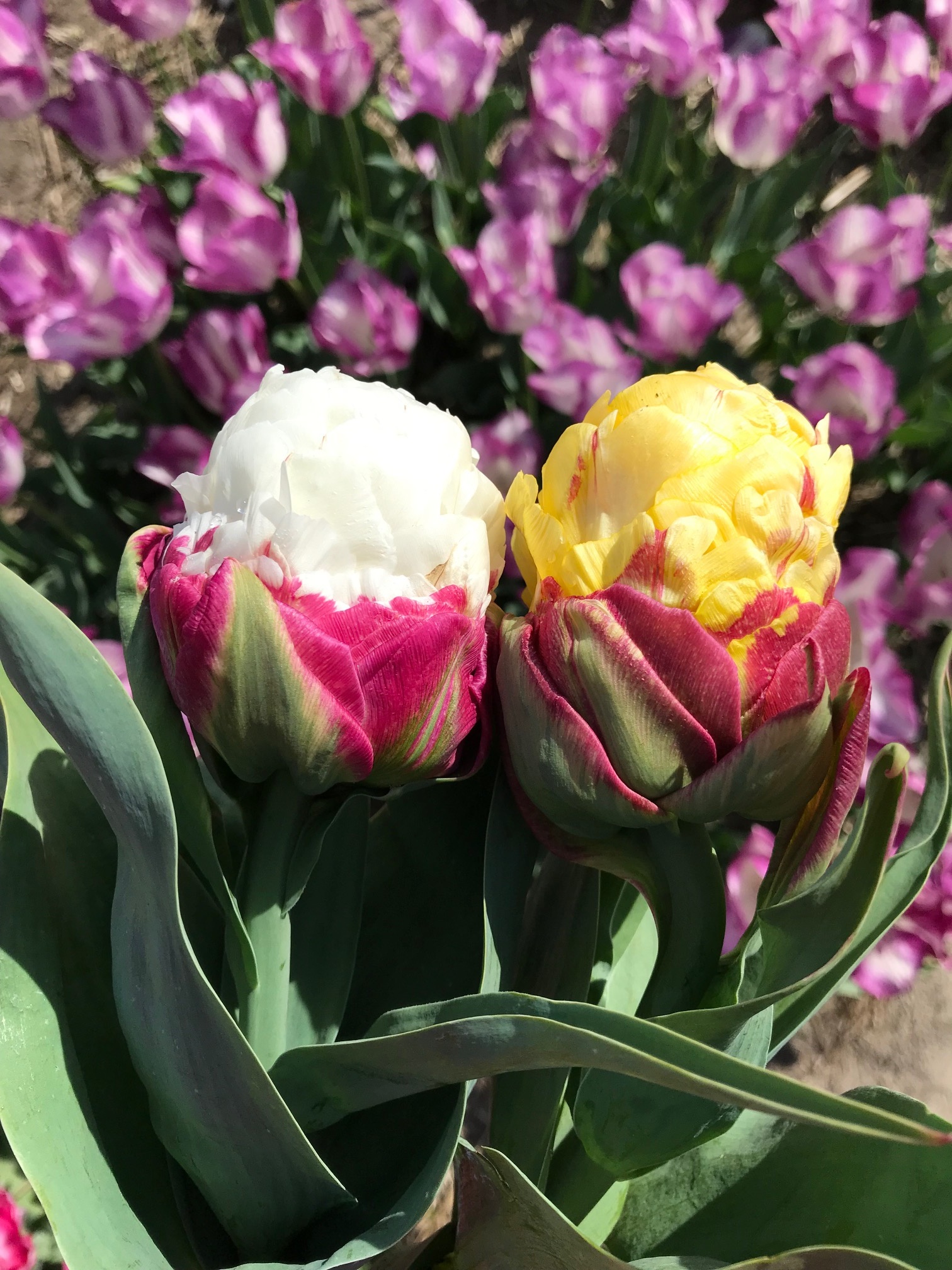 Tulpenzwiebeln Ice Cream Banana neu und einzigartige Tulpe! Tulip Store