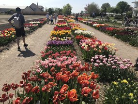 TULIP STORE SHOWTUIN