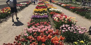 TULIP STORE SHOWTUIN