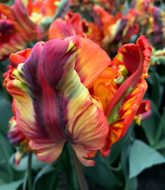 Parrot King, Tulipes Perroquet, 10 bulbes - Bulbes à fleurs automne /  Tulipes - Samen-Mauser