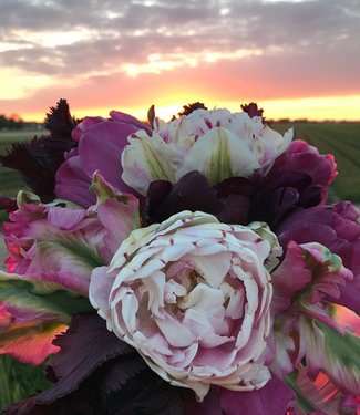 Tulip mixture Pink Sunset