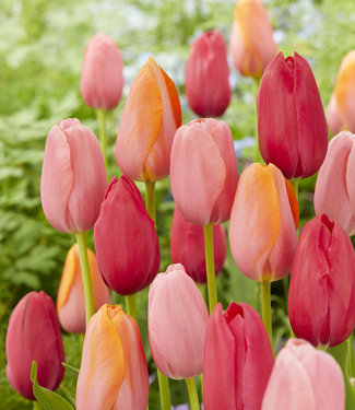 Mélange de tulipes French Rubies