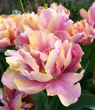 Tulipe Pink Star