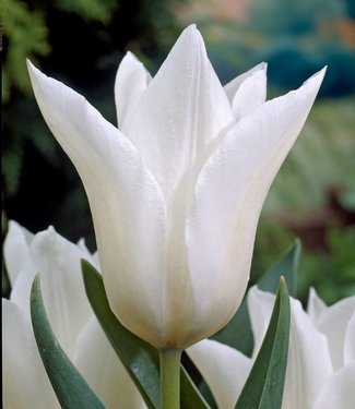 Tulipe White Triumphator