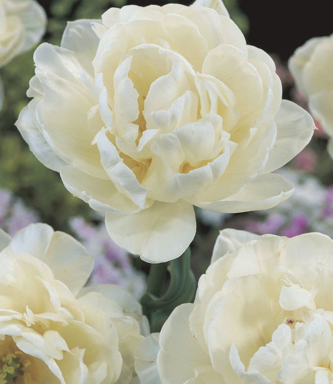 Tulipan Mount Tacoma