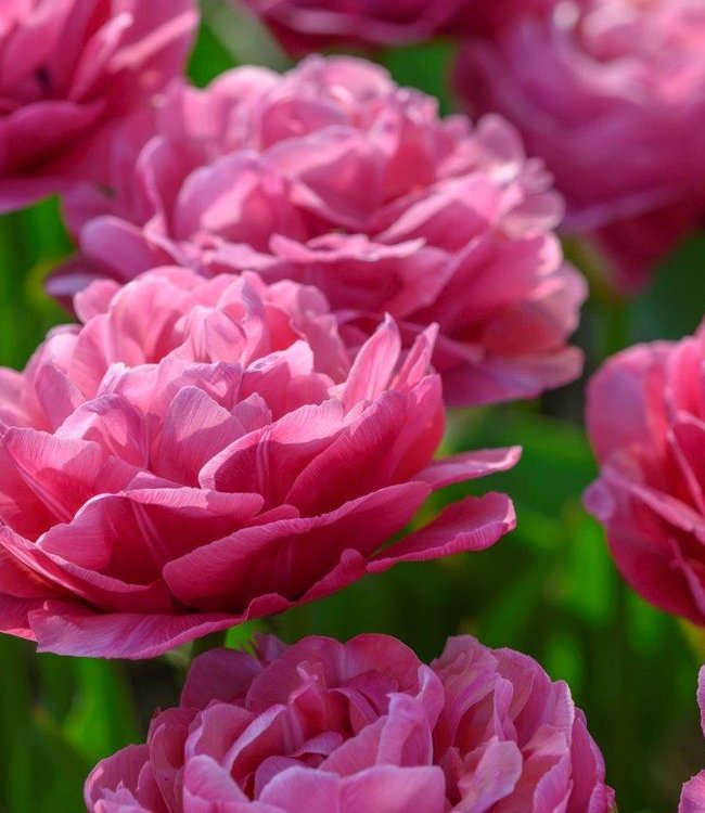 Tulipa Amazing Grace