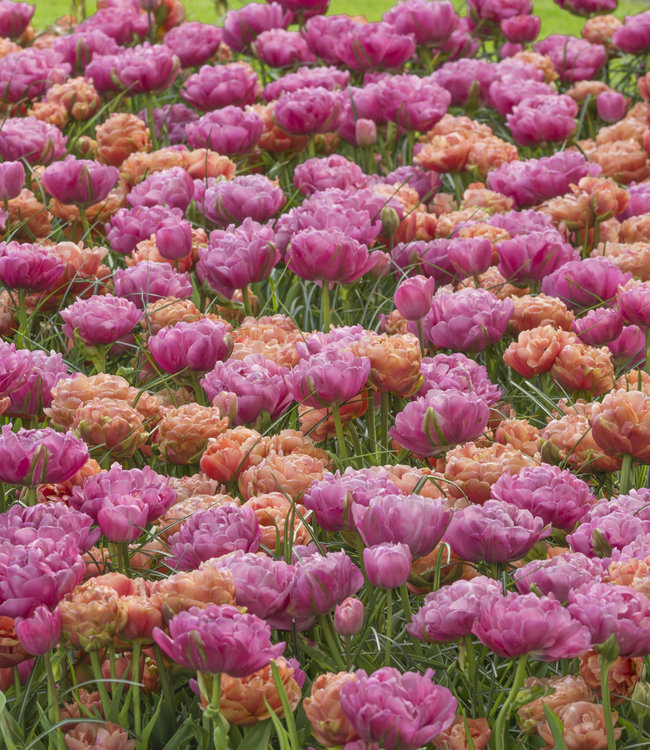 Tulipa Amazing Grace