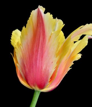 Tulipe Flaming Memory