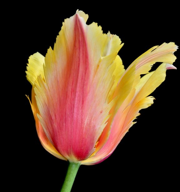 Tulip bulbs Flaming Memory - huge, elegant French tulip! - Tulip Store