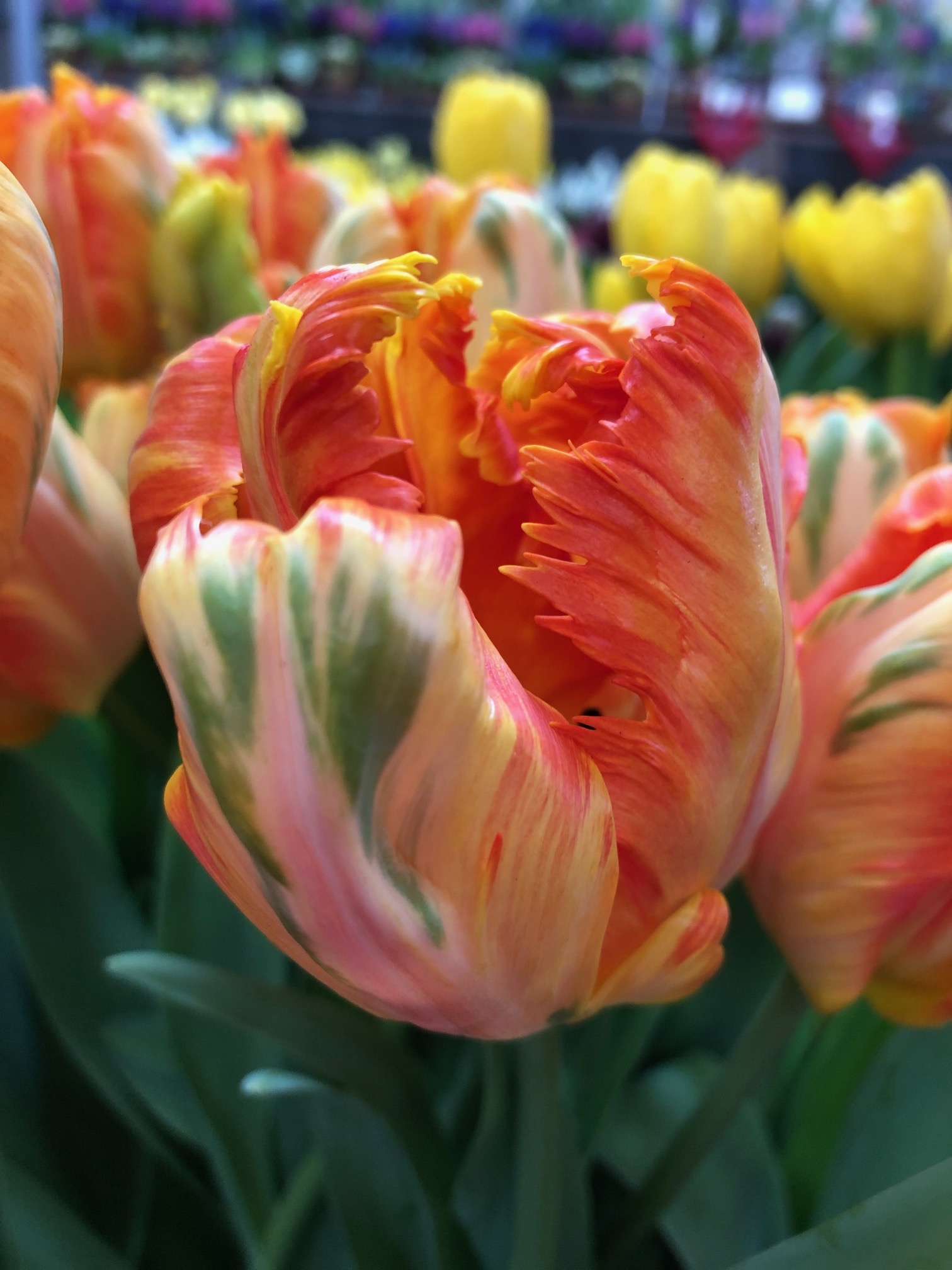 Tulip bulbs Parrot King - unique and elegant tulip! - Tulip Store