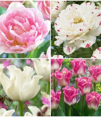 Roze Tulp Collectie