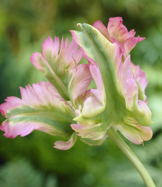 Fancy Frills Tulip 8 Bulbs - Ivory White/Rose Pink - 12/+ cm Bulbs