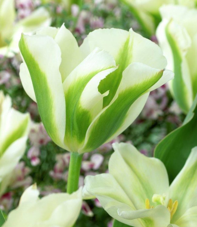 Bulbes de tulipes Spring Green - un beau blanc-verte tulipe! -