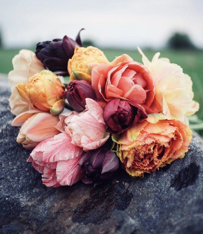 Tulipan Lottas Favourites