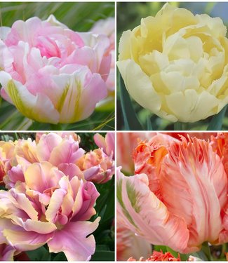 Pastel Tulp Collectie