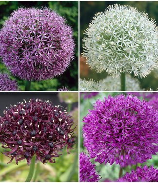 Allium Collection