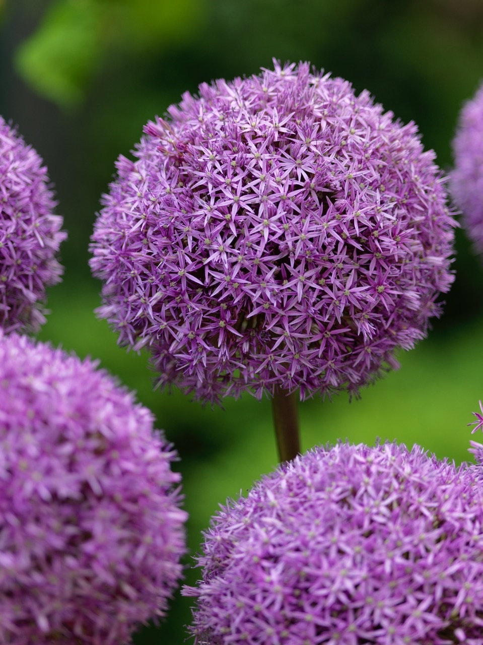 Allium bulbs Collection 4 lovely Alliums! Tulip Store