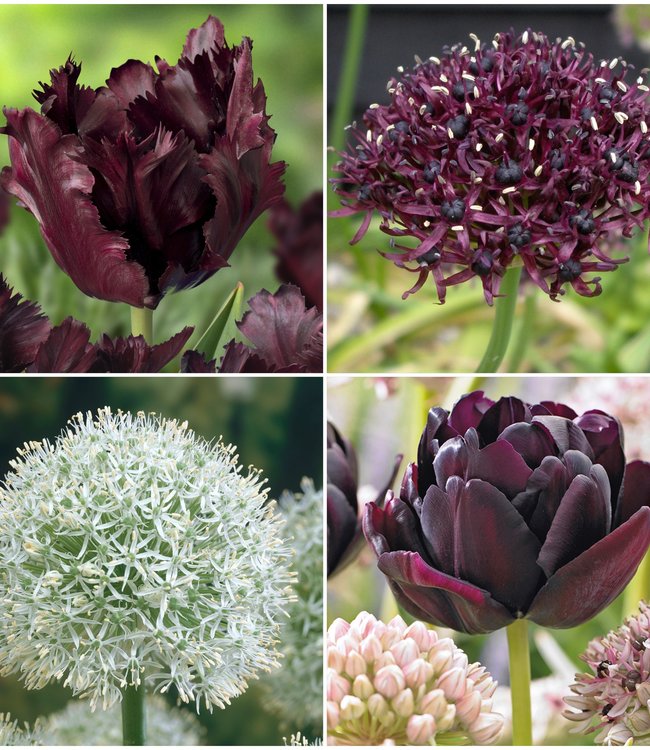 Flowerbulbs Perennial Collection Day & Night wonderful collection