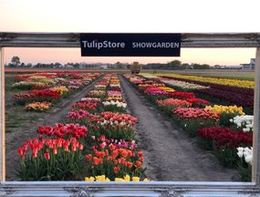 TULIP STORE SHOWTUIN 2020