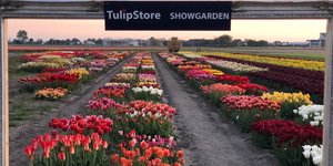 TULIP STORE SCHAUGARTEN 2020