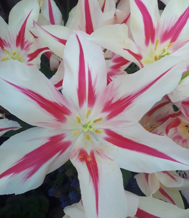 Tulipan Marilyn