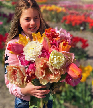 Mieszanka tulipanów Olivia's Dream