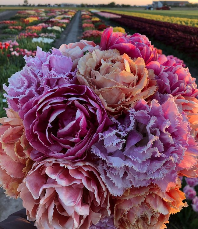 Tulipan Dutch Romance