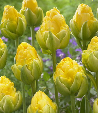 Tulipe Vanilla Coup