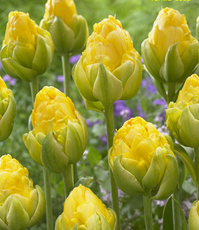 Tulp Vanilla Coup