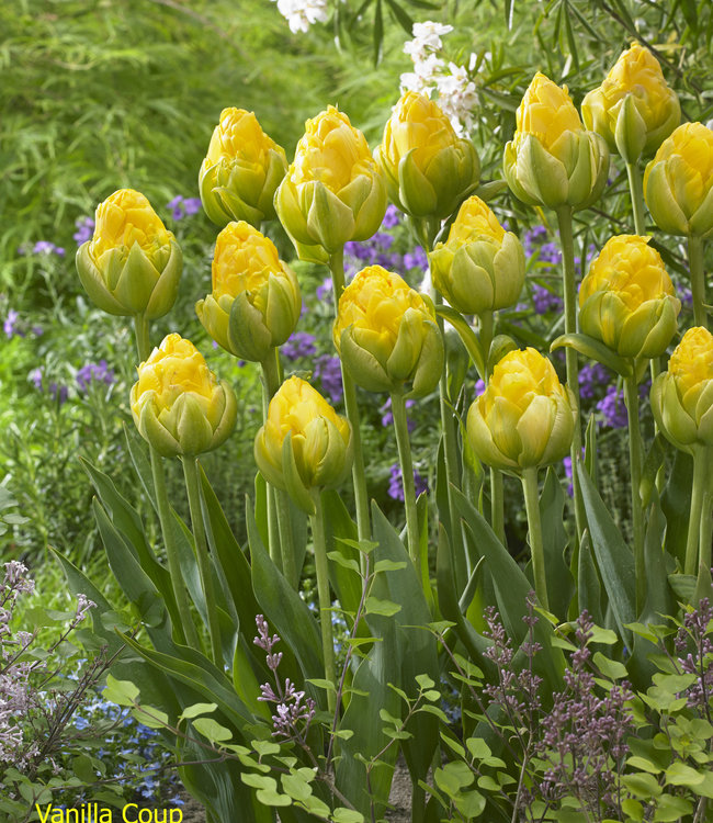 Tulipa Vanilla Coup