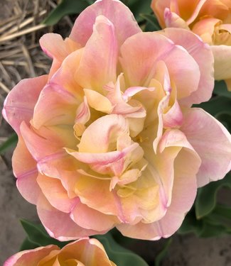 Tulp Creme Upstar