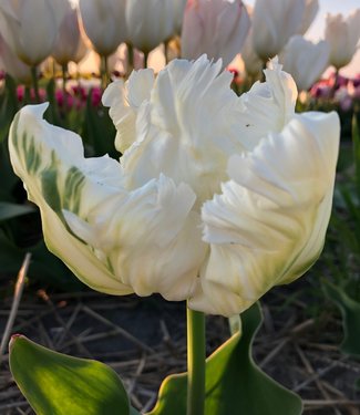 Tulipe White Parrot