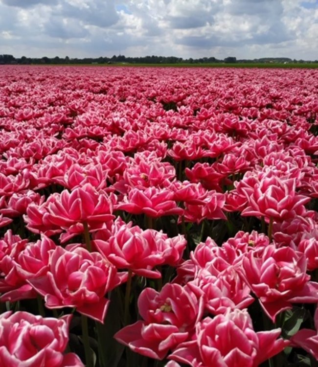Tulip bulbs Columbus beautiful edged peony tulip! Tulip Store