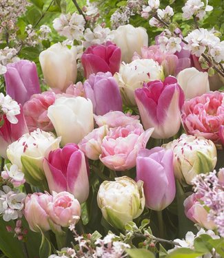 Tulipes de melange Romantic Spring