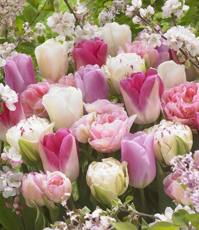 Tulip mixture Romantic Spring