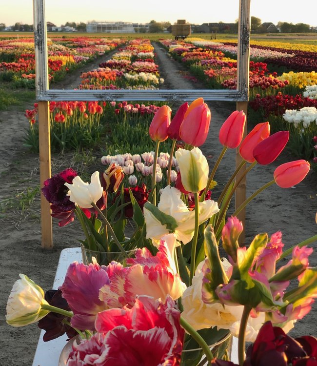 Tulip Store Showgarden Mix